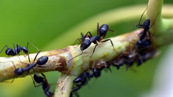 Why Ants Never Get Stuck in Traffic