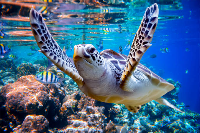 How LED lights can save sea turtles’ lives