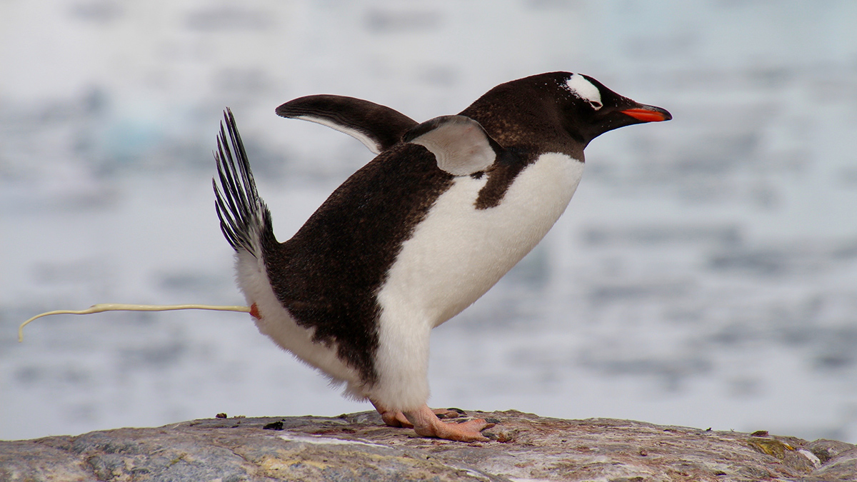 Learning from penguin poop